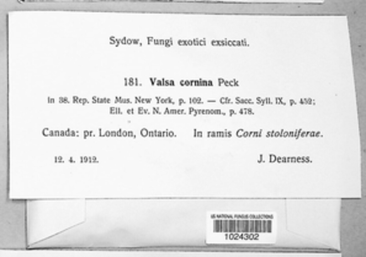 Calosphaeriaceae image